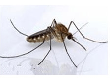 威海蚊蝇防治